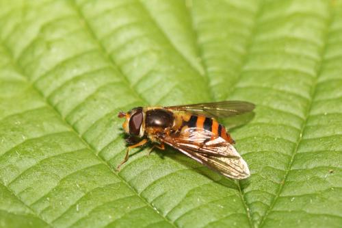 Epistrophe melanostoma